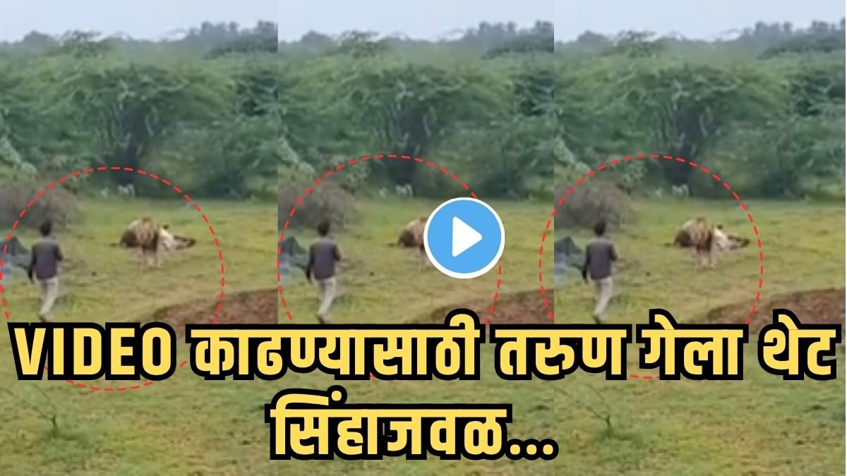 गुजरात: भावनगरमध्ये सिंहाने आपला शिकार खाल्ल्याची नोंद करण्याचा प्रयत्न एका माणसाने केला, व्हिडिओ पहा